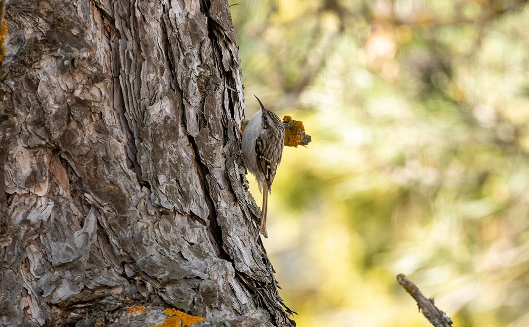 Short-toed Treecreeper