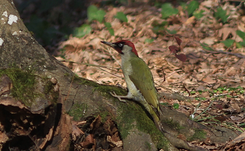 European Green Woodpecker