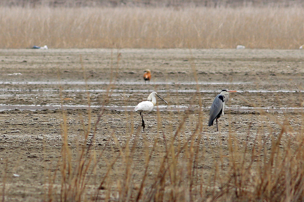 Eurasian Spoonbill