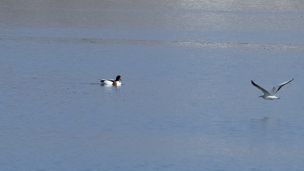 Common Shelduck