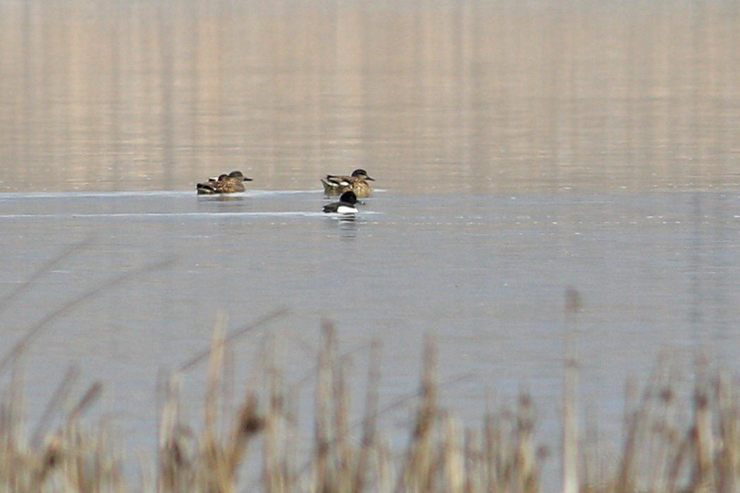 Tufted Duck
