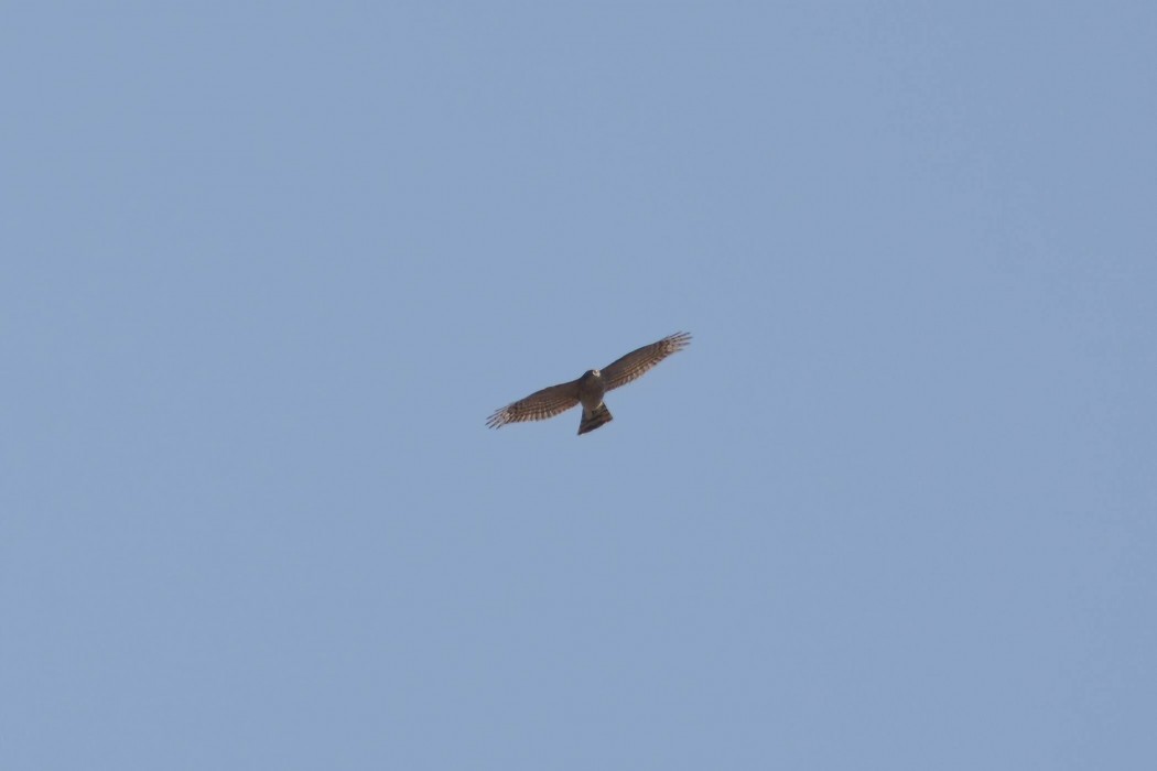 Eurasian Sparrowhawk