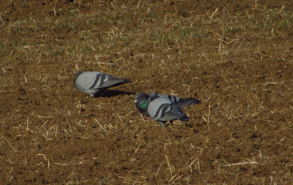 Rock Dove