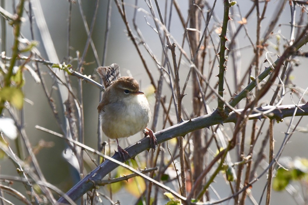 Cetti`s Warbler