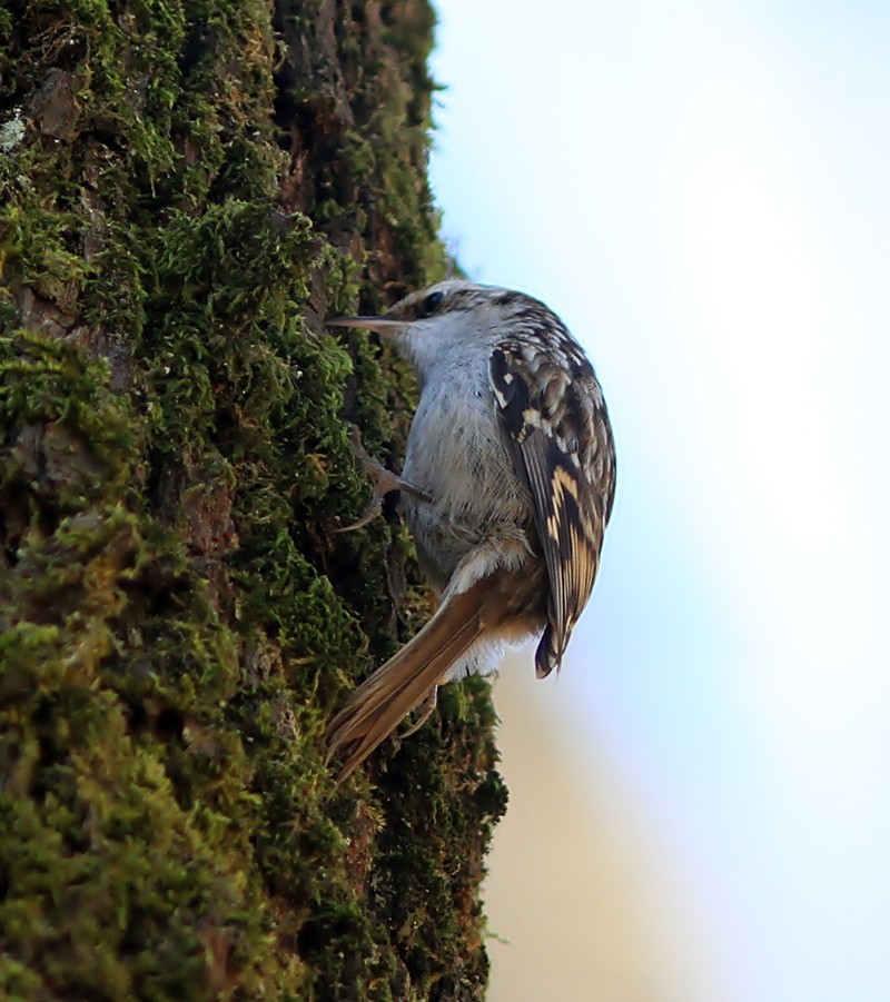 Short-toed Treecreeper