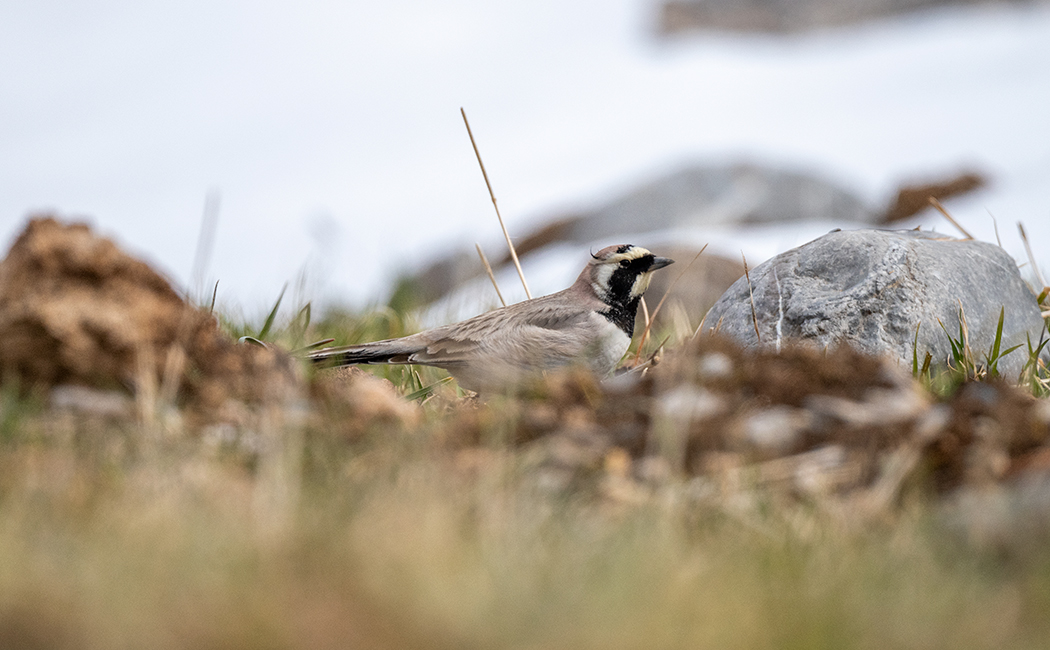 Horned Lark