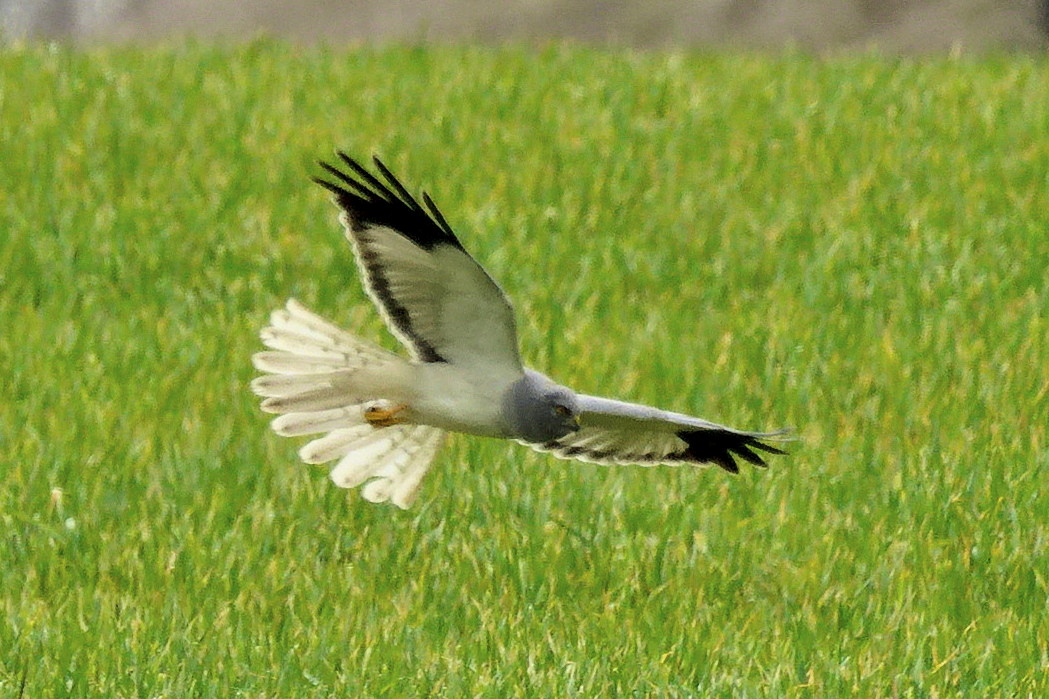 Hen Harrier