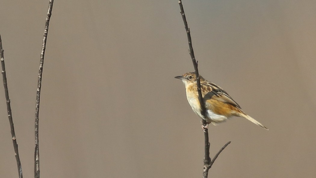 Zitting Cisticola