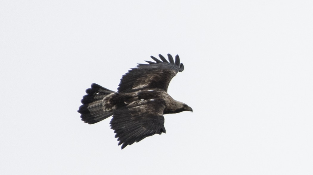 Eastern Imperial Eagle