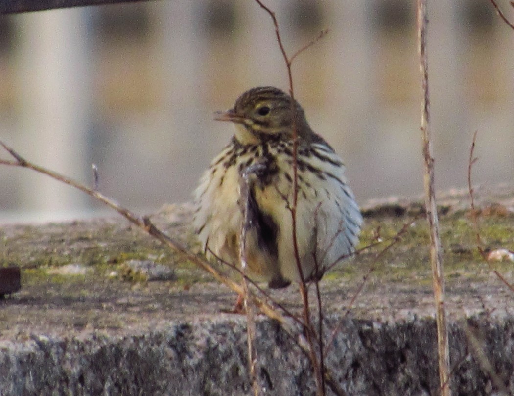 Meadow Pipit