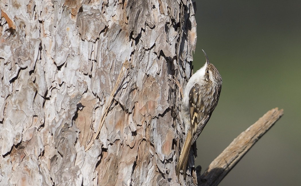 Short-toed Treecreeper