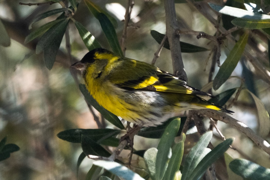 Eurasian Siskin