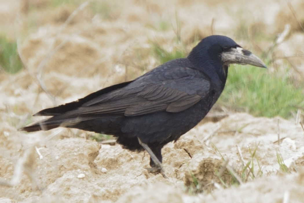 Ekin Kargası