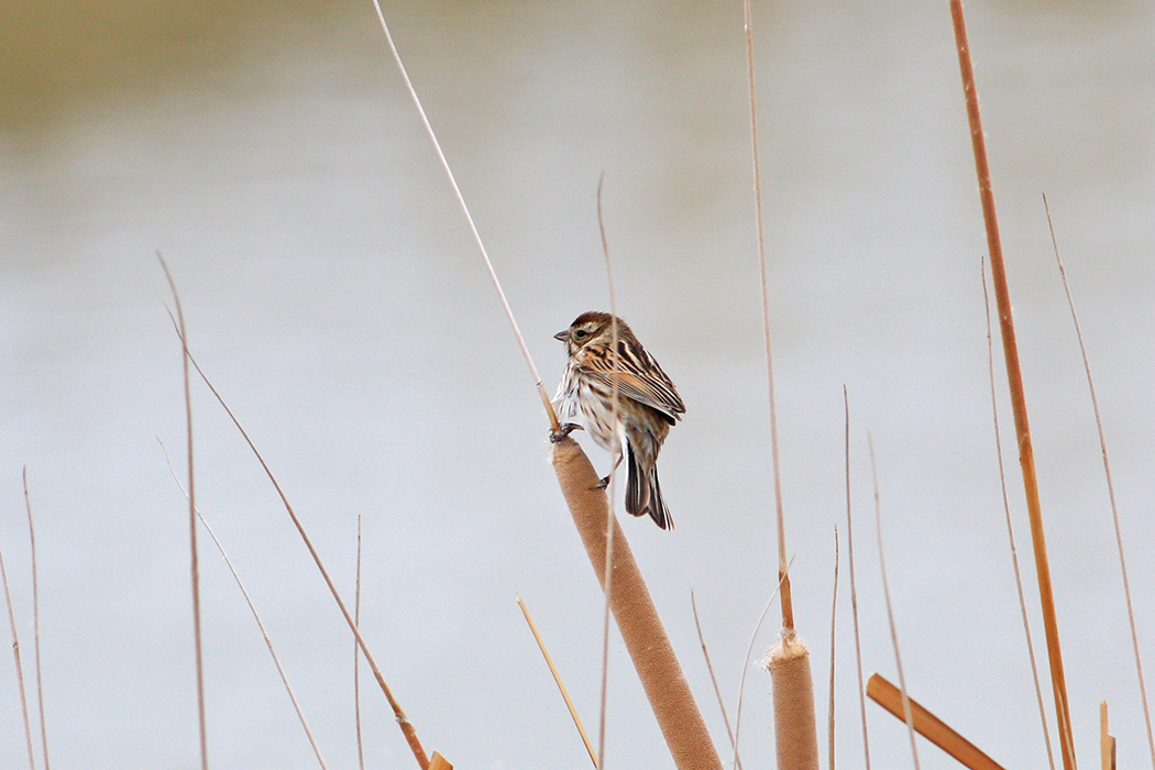 Common Reed Bunting