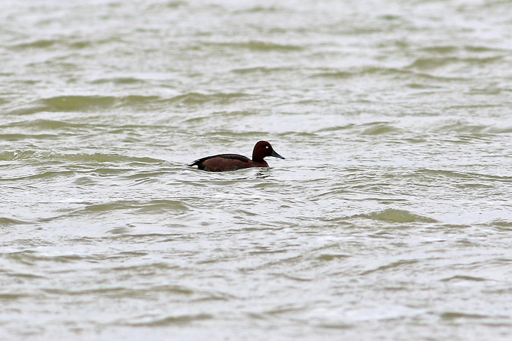 Ferruginous Duck