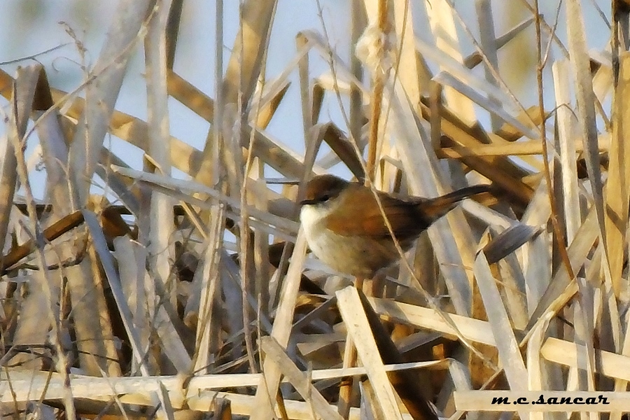 Cetti`s Warbler