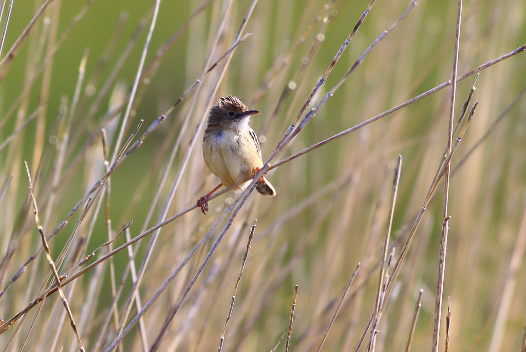 Zitting Cisticola