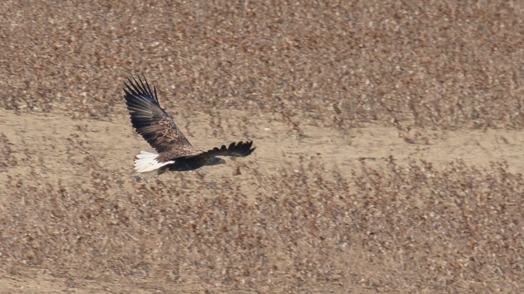 White-tailed Eagle