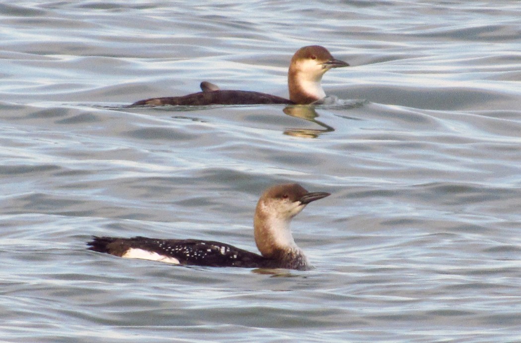 Black-throated Loon