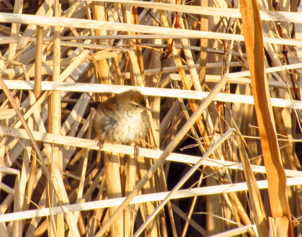 Cetti`s Warbler