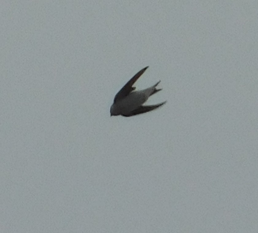 Western House Martin