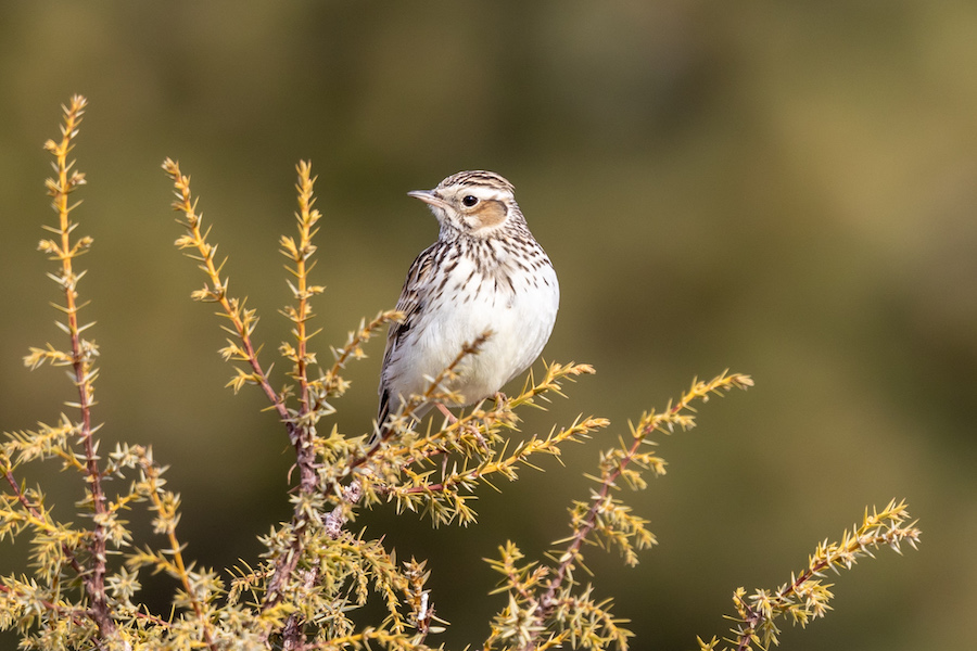 Woodlark