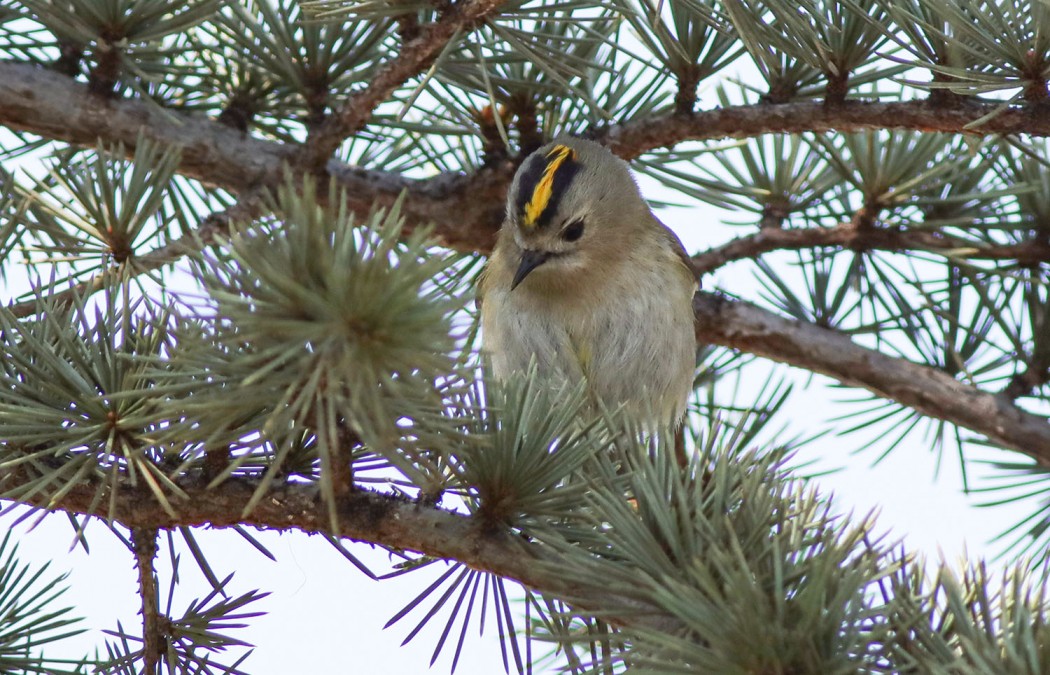 Goldcrest