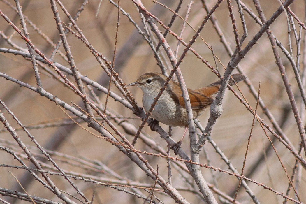 Cetti`s Warbler