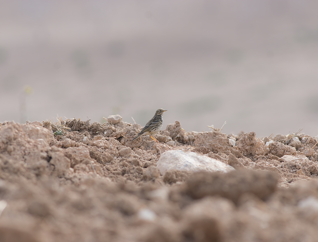 Meadow Pipit