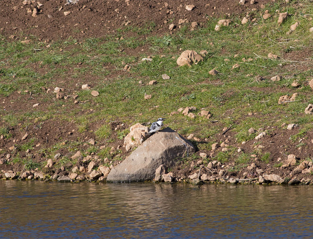 Pied Kingfisher