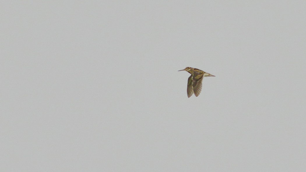 Jack Snipe
