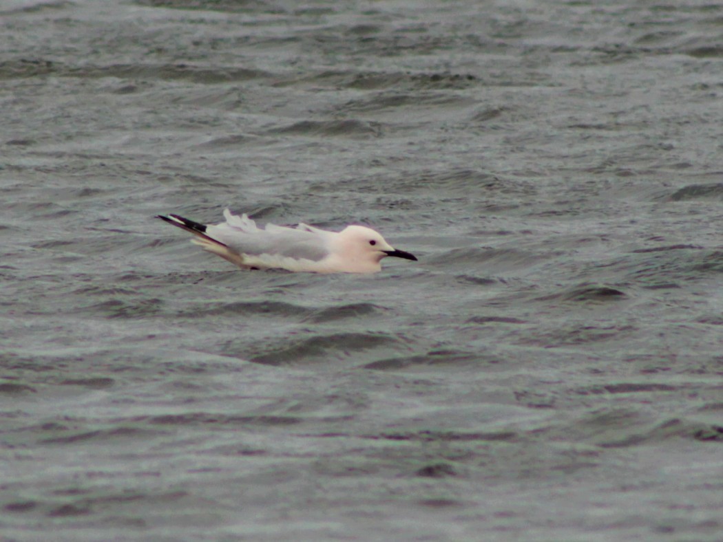 Slender-billed Gull