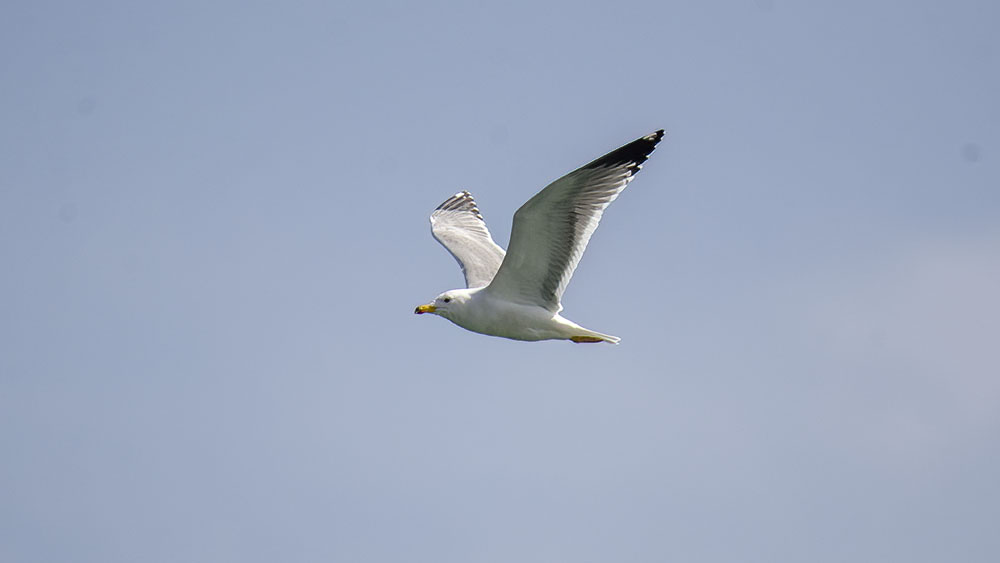 Armenian Gull