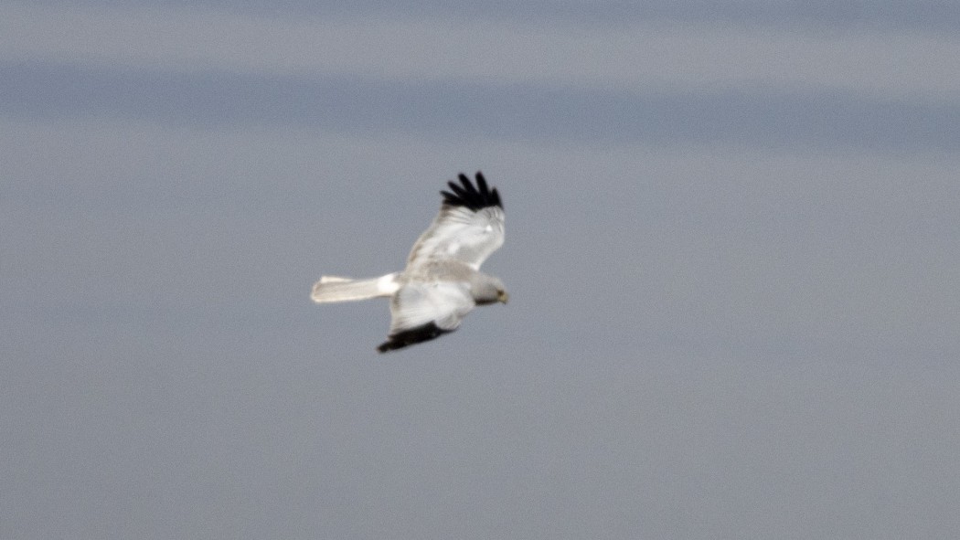 Hen Harrier