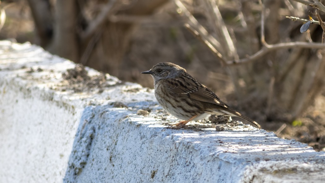 Dunnock