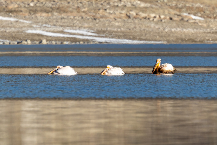 Great White Pelican
