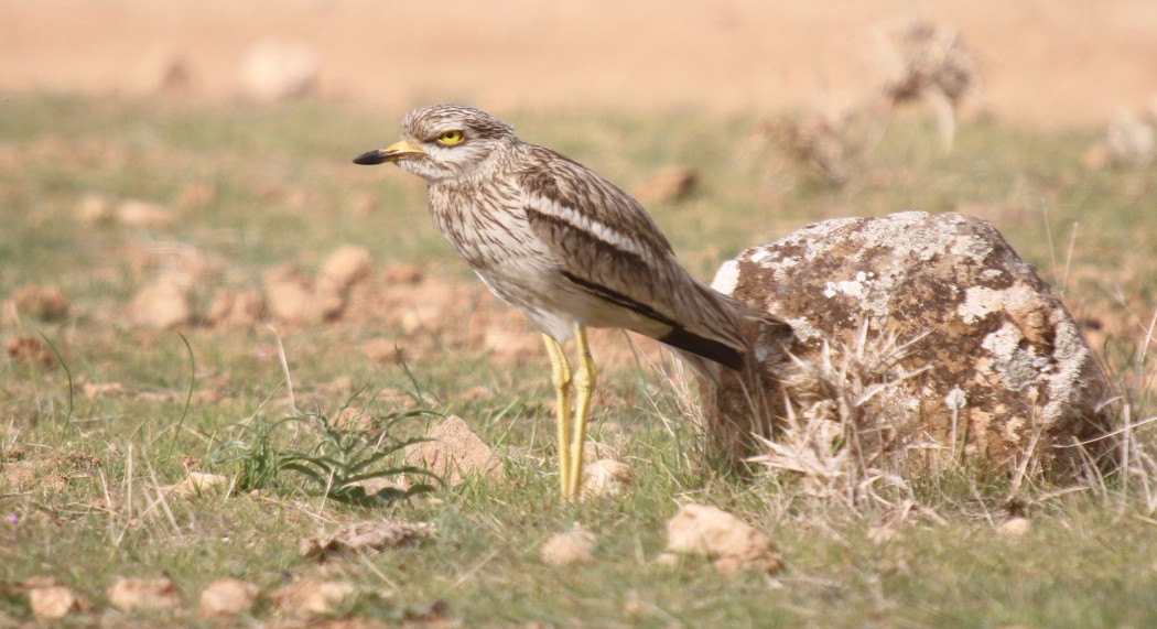 Eurasian Stone-curlew