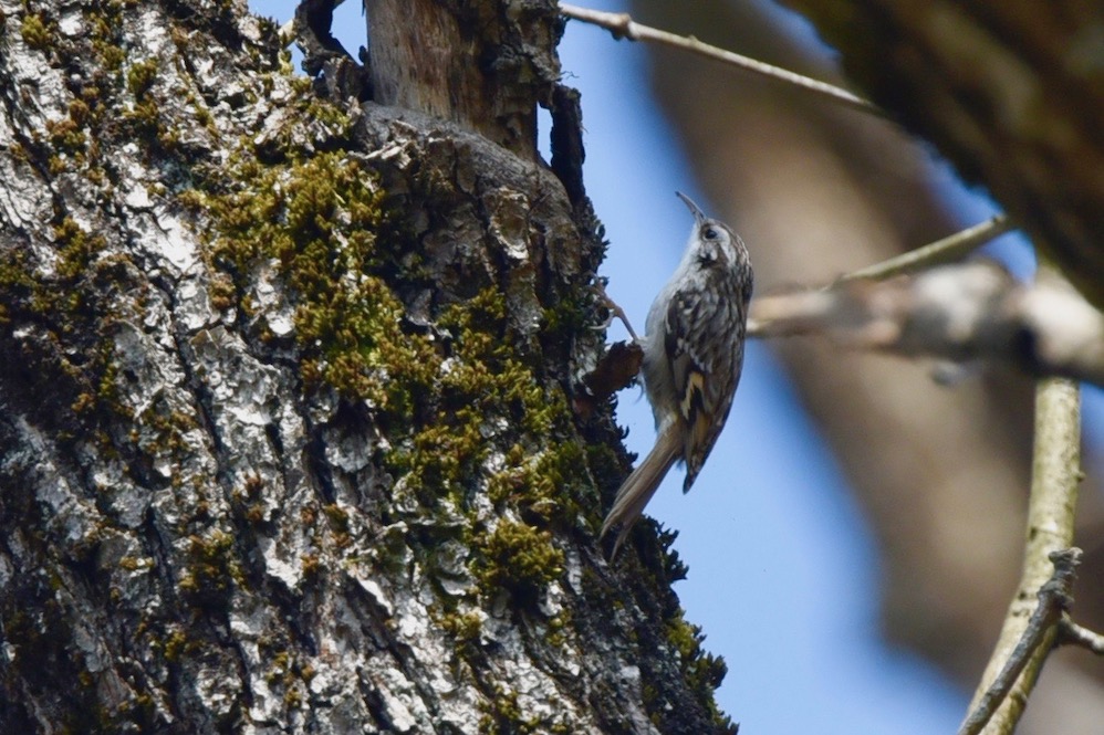 Short-toed Treecreeper