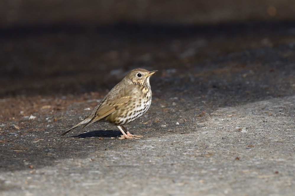 Song Thrush