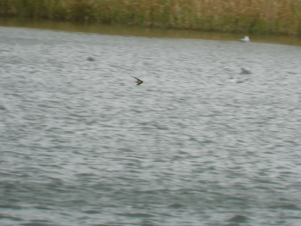 Barn Swallow