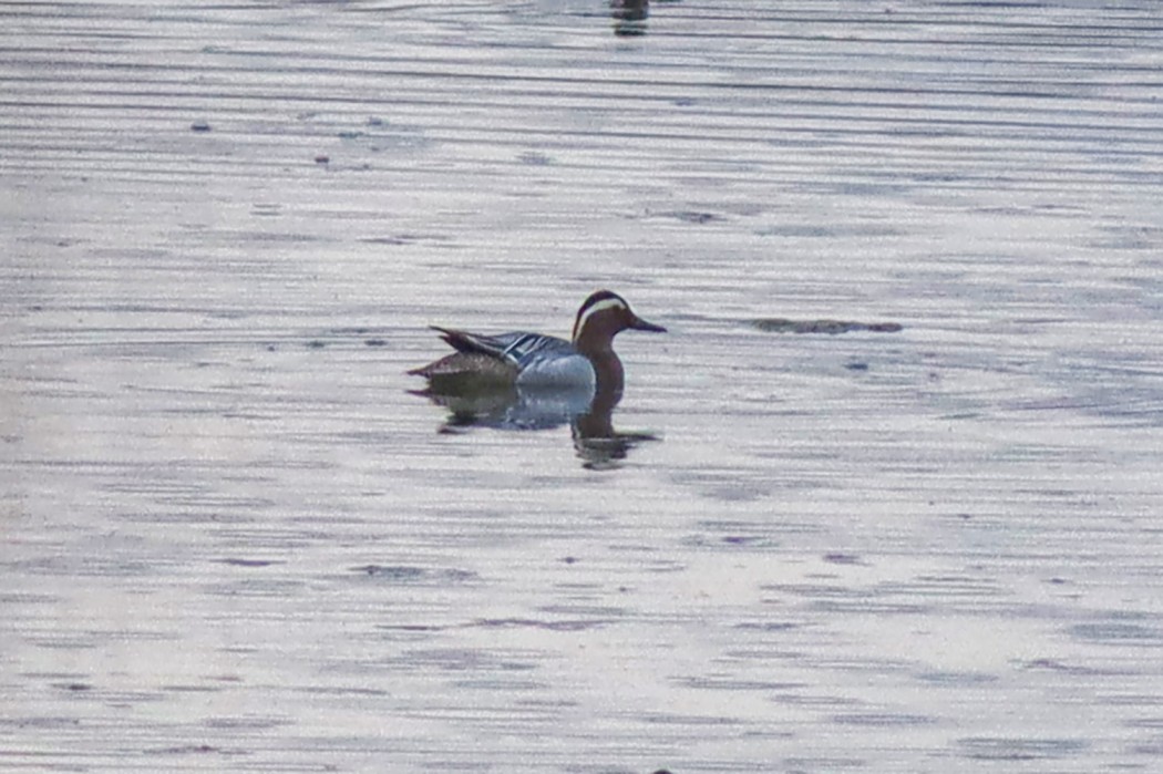 Garganey