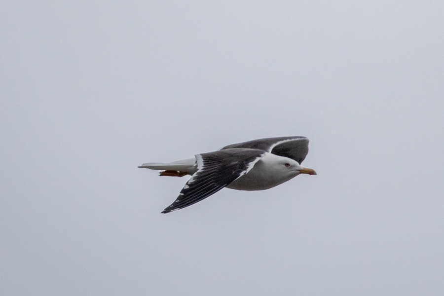 Lesser Black-backed Gull