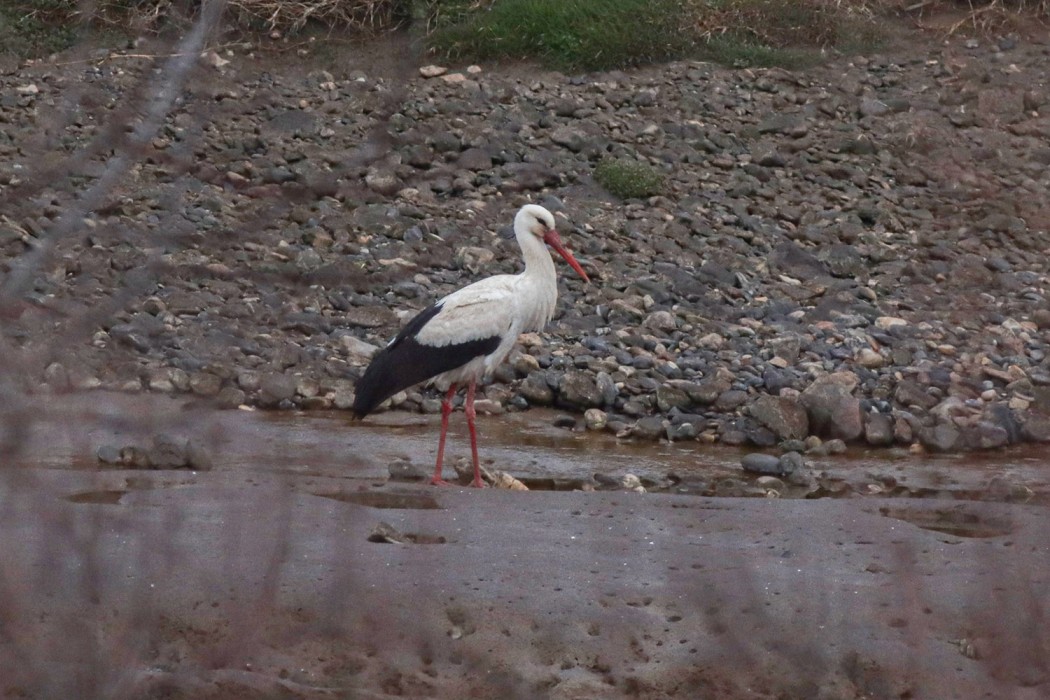 White Stork