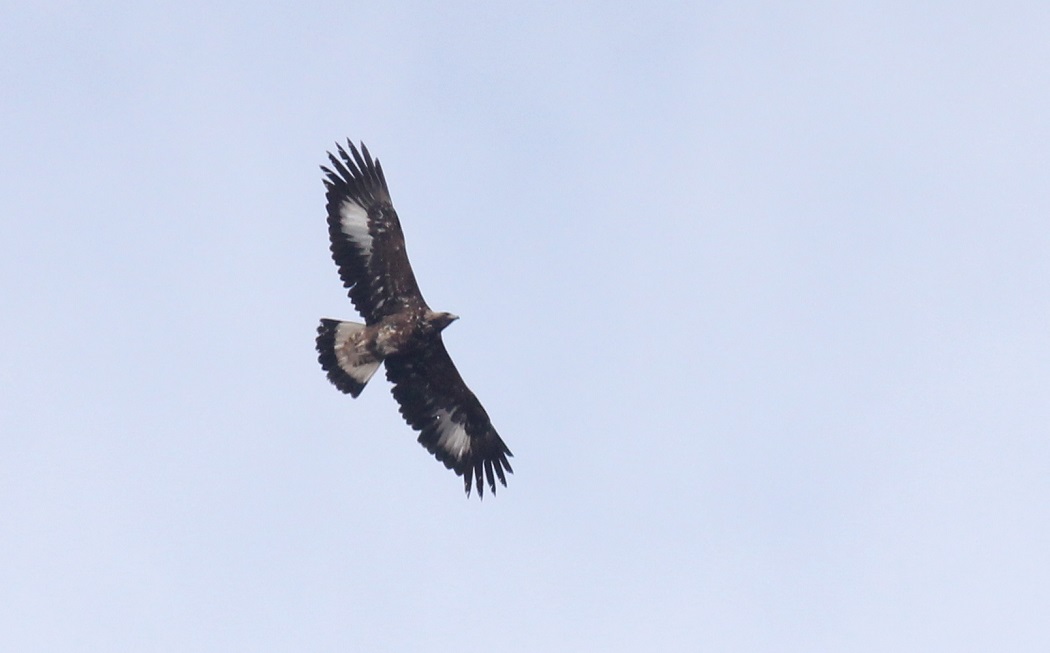 Golden Eagle