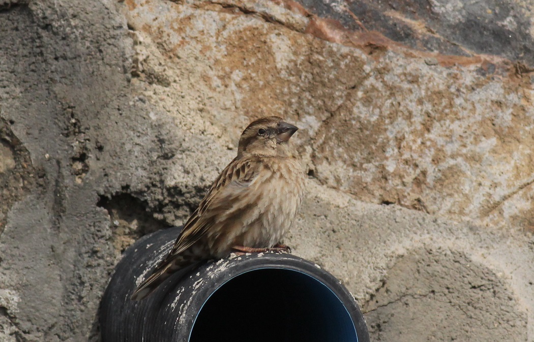 Rock Sparrow