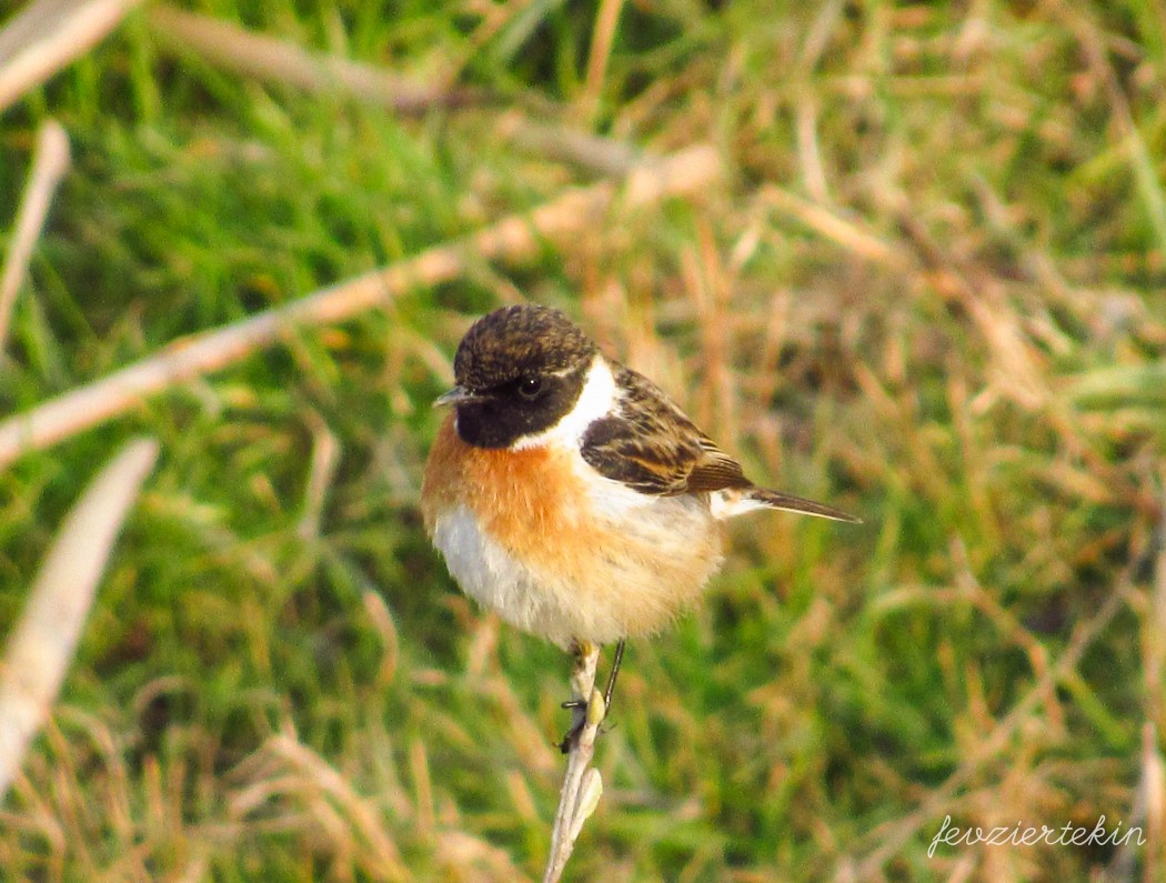 European Stonechat