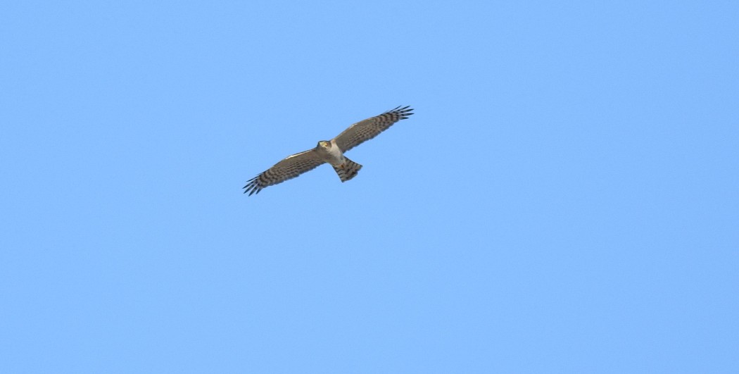 Eurasian Sparrowhawk
