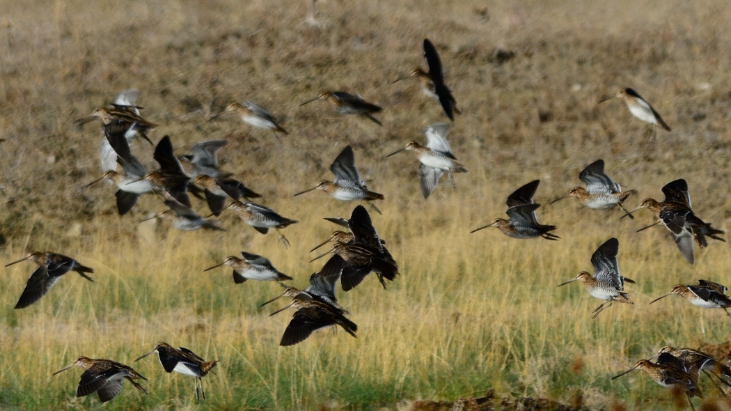 Common Snipe
