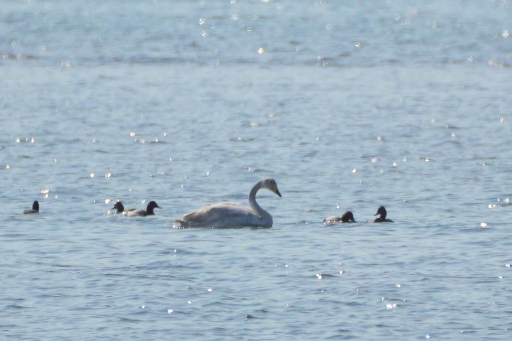 Whooper Swan