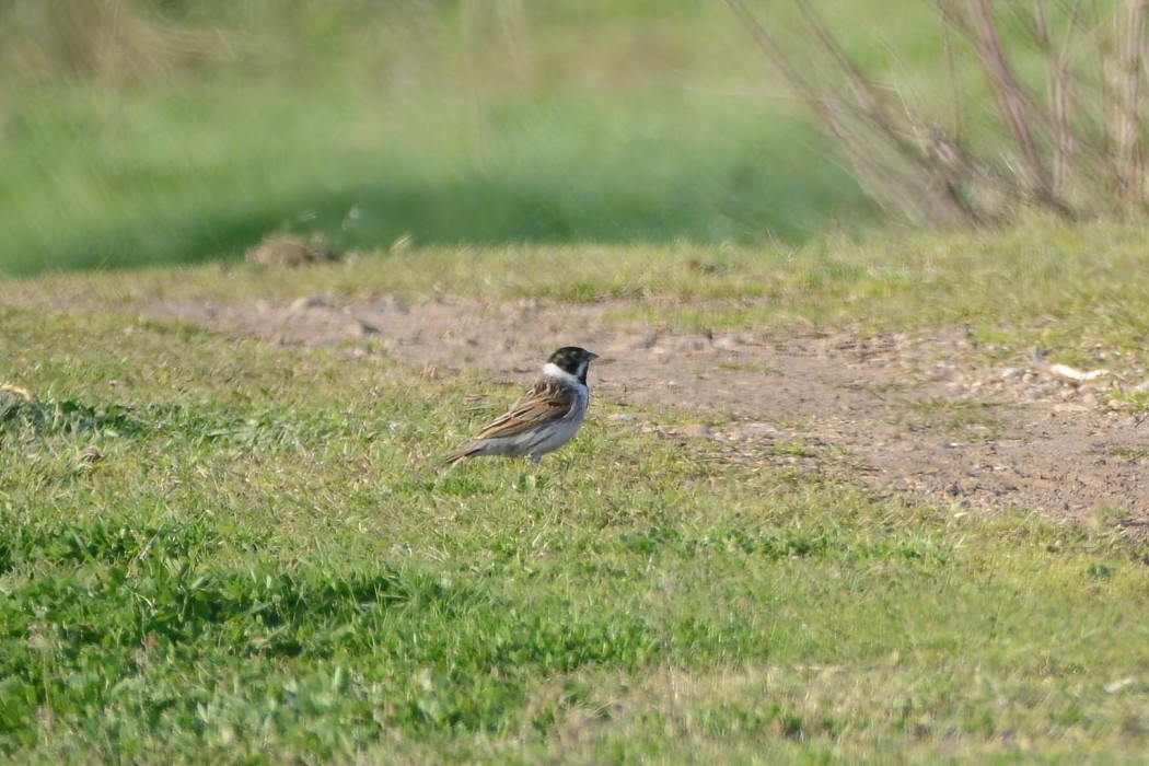 Common Reed Bunting